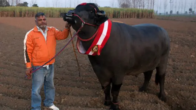 भैंस 'युवराज', कर्मवीर सिंह