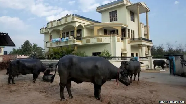 भैंसें, कर्मवीर सिंह का घर