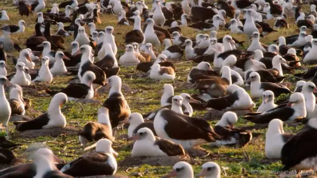 Entre aves, algumas fêmeas se unem a outras para cuidar de seus filhotes