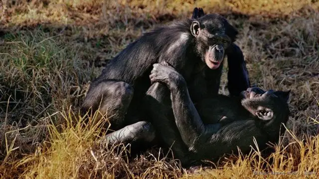 Bonobos
