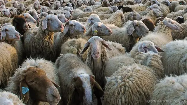 Carneiros e ovelhas