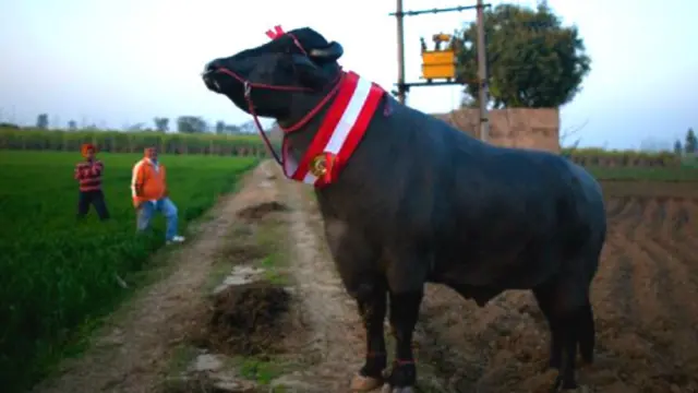 Yuvraj berbobot 450 kilogram, panjang 3 meter, dan tinggi 1,72 meter.