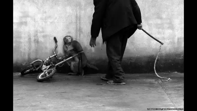 Жестокость дрессировщика