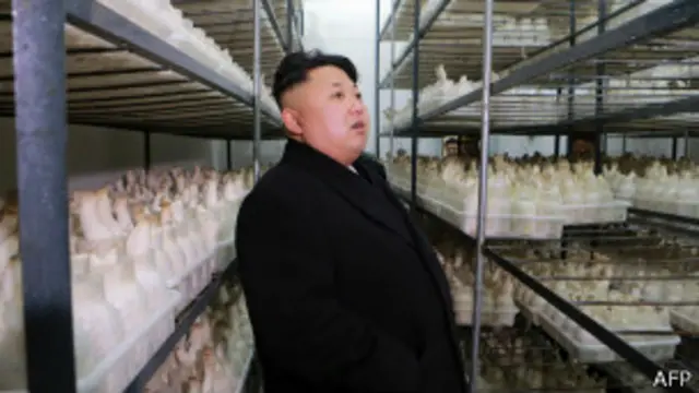 မြောက်ကိုရီးယားမှာ မှို စိုက်ပျိုးမှုကိုလည်း တိုးပွားအောင် တိုက်တွန်းထား