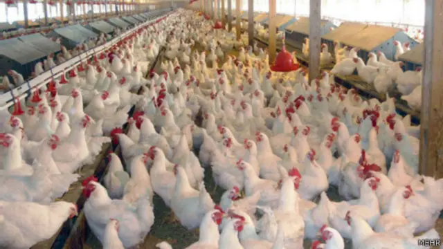 Kenaikan harga ayam terkait dengan beragam masalah ekonomi.