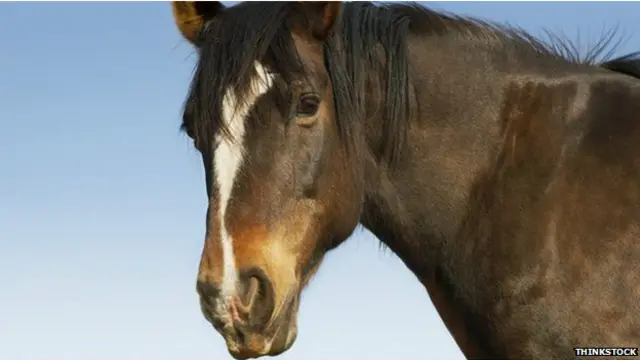 برطانیہ کی ایک فورس میں پولیس گھوڑوں کا نام برائن نہیں رکھا جاتا