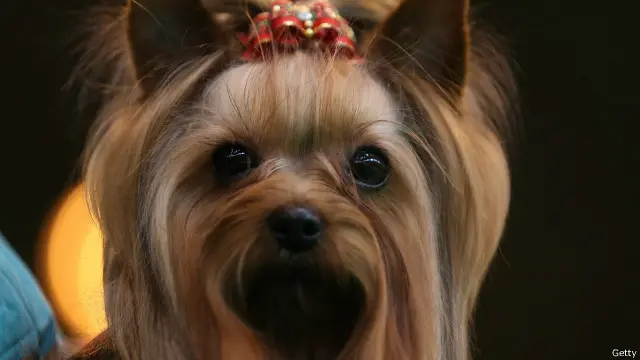Anjing jenis Yorkshire terrier seperti ini yang hilang dan ditemukan kembali dalam jarak lebih dari 2,000 km dari rumahnya.