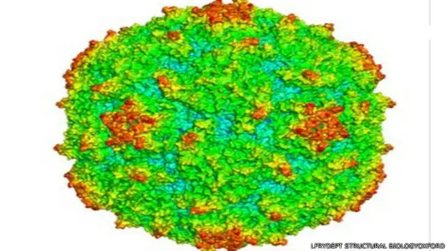 پولیو کی موجودہ ویکسین میں جو وائرس استعمال کیا جاتا ہے وہ قدرے کمزور قسم کا ہوتا ہے۔