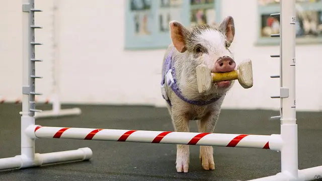 Rencananya Amy akan tampil dalam acara pertunjukan anjing pada bulan depan. Dia akan memamerkan keahlian 'menari gaya bebas'.