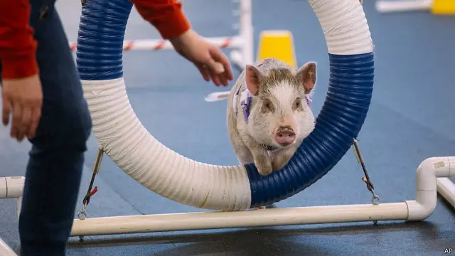 Menurut pengelola klas kelincahan, ada seekor kambing anak-anak yang pernah mengikuti pelatihannya.