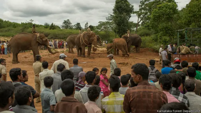 कर्नाटक के हासन ज़िले के अलुर में हाथी पकड़ने का अभियान