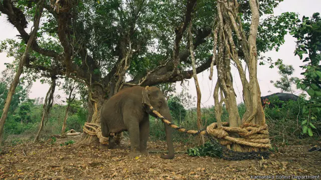 कर्नाटक के हासन ज़िले के अलुर में हाथी पकड़ने का अभियान