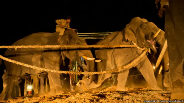 कर्नाटक के हासन ज़िले के अलुर में हाथी पकड़ने का अभियान