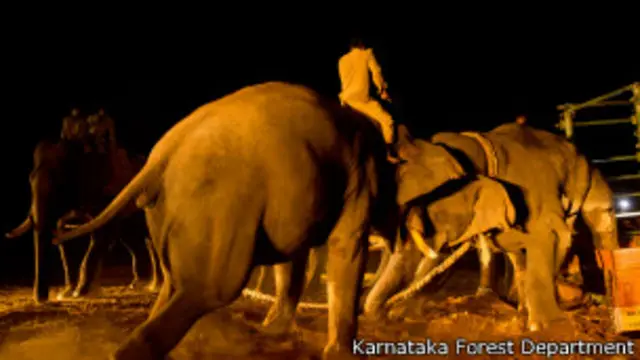 कर्नाटक के हासन ज़िले के अलुर में हाथी पकड़ने का अभियान