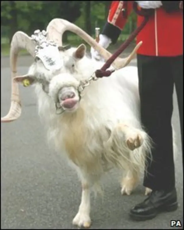 英国的羊也分许多品种，有不同称呼。