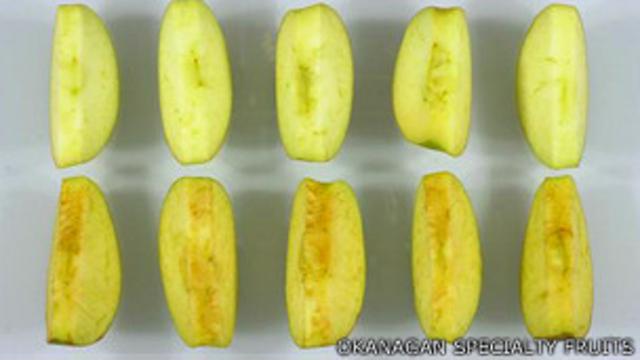 Rodajas de manzanas genéticamente modificadas y comunes