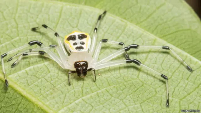 Araña cangrejo