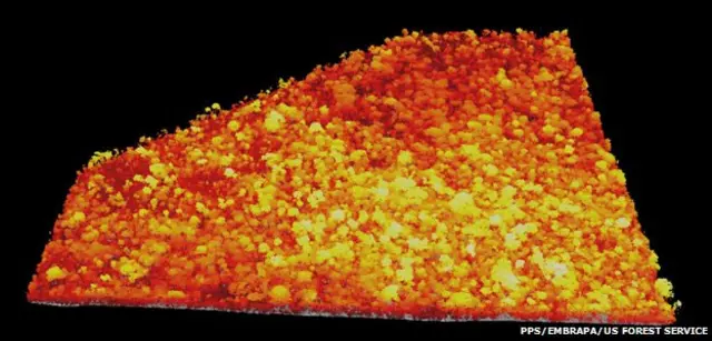 PPS/Embrapa/US Forest Service