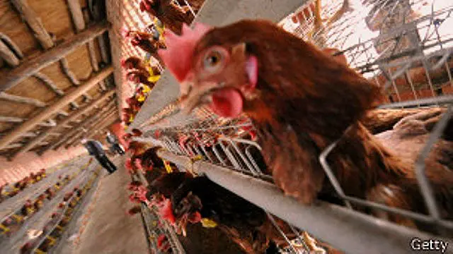 دنیا بھر میں نصف سے زیادہ اینٹی بایوٹکس جانوروں میں تیز افزائش کے لیے استعمال ہوتی ہیں