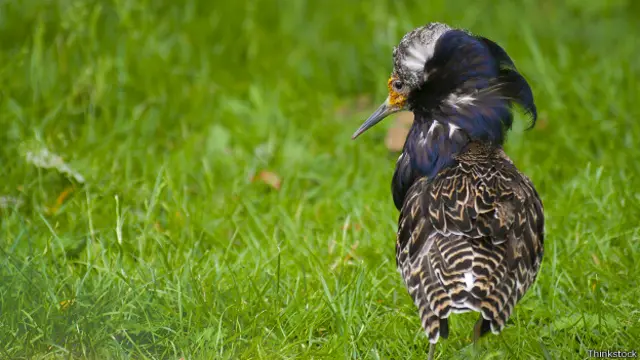 El combatiente macho no sólo se "disfraza" de hembra, también adopta su comportamiento. 