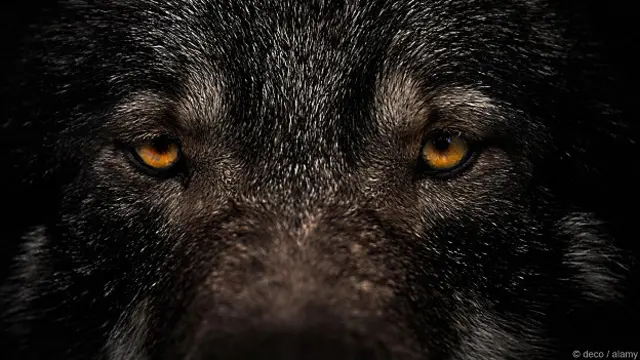 Глаза черной собаки