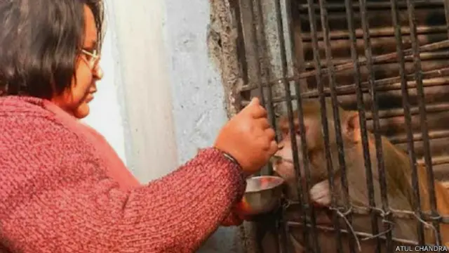 बंदर को गोद लेने वाली रायबरेली की शाबस्ती