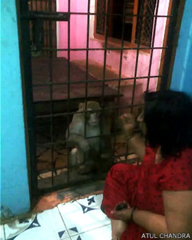 रायबरेली का रईस बंदर और शाबस्ती