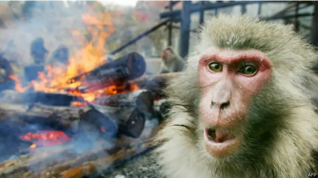 جلو نیاین. ما میمون‌هایی هستیم که از آتش استفاده می‌کنن. به نفع‌تونه توی فضا پخش نشیم
