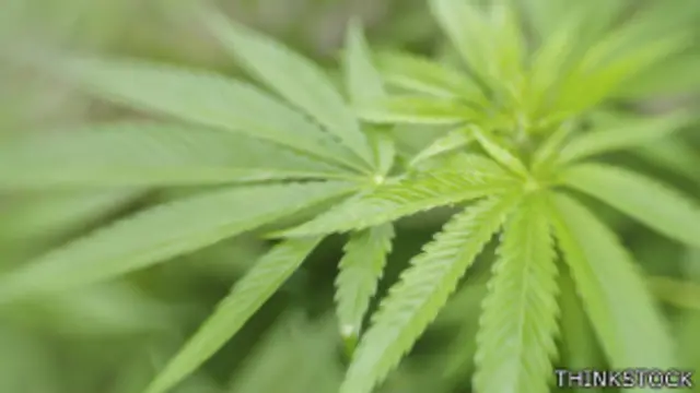 Los investigadores llevan años estudiando el vínculo del consumo de hierba con el aumento del apetito.