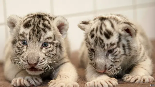 bengal tiger