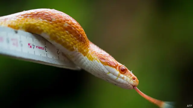 snake