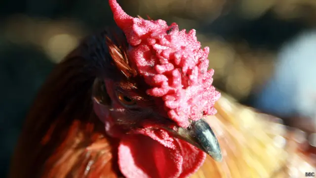 chicken