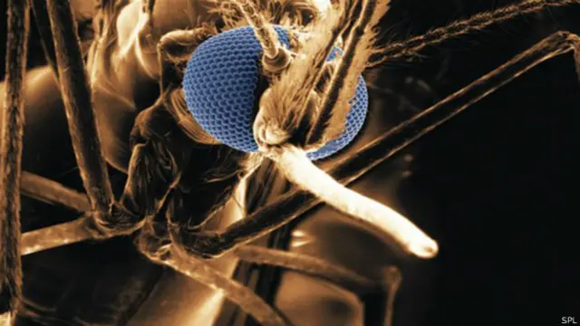 El parásito de malaria detectado es resistente a la artemisina.