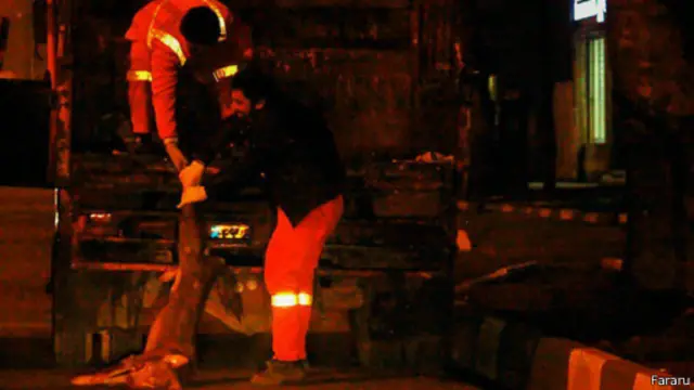 چندی پیش شهرداری رشت شبانه چندین سگ ولگرد را کشت