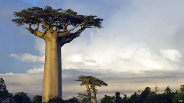 Baobabs