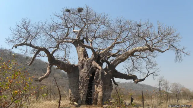 Baobab