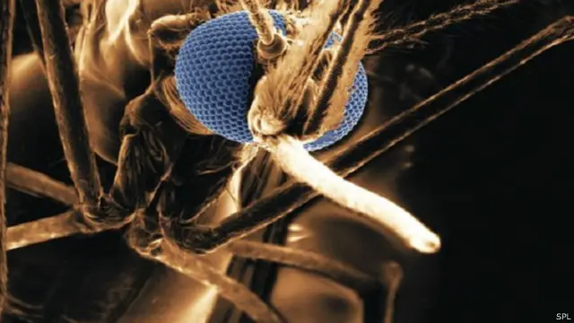 ظهرت المقاومة للعقاقير في حالات مصابة بالملاريا في جنوب شرق آسيا