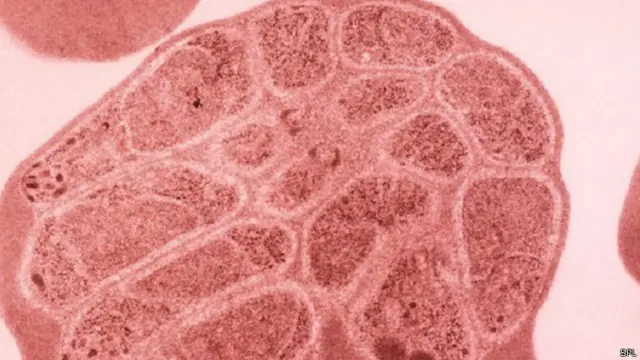 تشكل المقاومة للعقاقير تهديدا كبيران خاصة قبل تطوير عقار جديد للملاريا