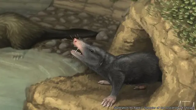 صورة لحيوان (دوكوفوسور براتشيداكتيلس) الذي يشبه الخلد، ويُعتقد أن طوله من الرأس إلى الذنب يبلغ سبعة سنتيمترات