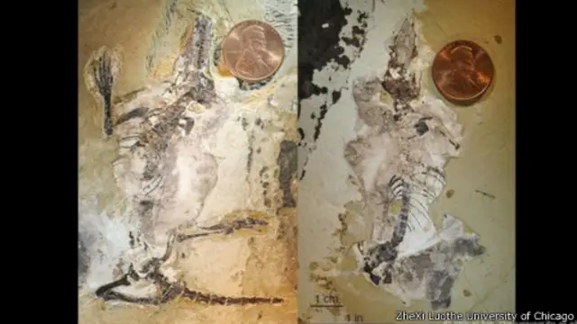 كشفت الحفريات الخاصة بحيوان (أغيلودوكودون) أن هيكله العظمي مر بعدة تغيرات للتكيف مع العيش فوق الأشجار