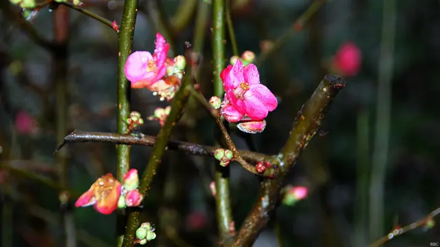 Một nhánh hoa đào đang khoe sắc, dù sương lạnh vẫn còn đâu đây như nhắc nhở mùa đông dài vừa mới ở quanh.