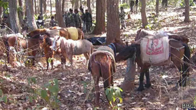 मुठभेड़ में 12 घोड़े भी बरामद किए गए