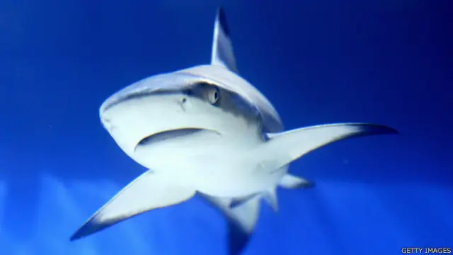 ’میں نے دیکھا کہ میری آدھے سے زیادہ ٹانگ شارک کے منہ میں پہنچ چکی ہے۔‘