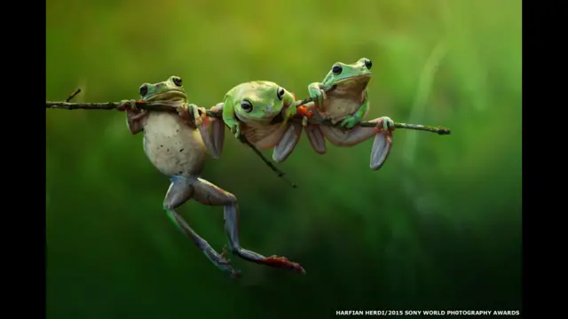 تلاش سه قورباغه برای چسبیدن به یک شاخه. عکسی از هارفیان هردی که در بخش طبیعت و حیات وحش نامزد شده است. 