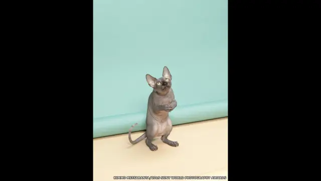 "رفتار جانور". عکاس: کیمو متسارانتا، از فنلاند. او برای عکاسی خود از گربه ها استفاده کرده است. 