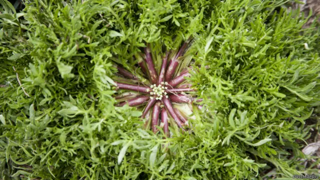 Según el experto, la planta ha desarrollado unos químicos que le han permitido sobrevivir tantos años en un medio tan hostil.