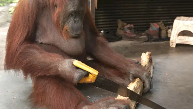 orangutan