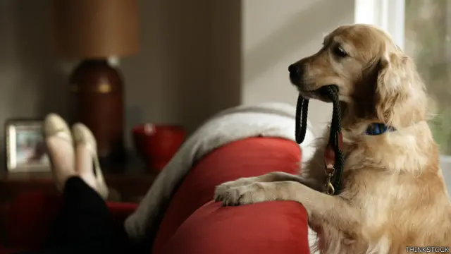 Si no eres una persona de mascotas, quizá cuidar de una piedra se te de mejor.