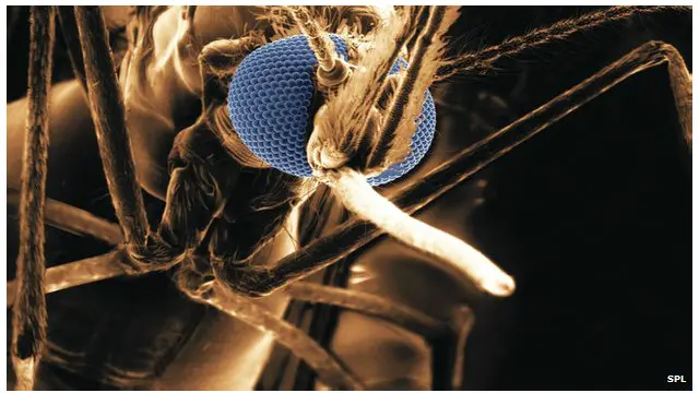 ينتقل كل من إيبولا والملاريا عن طريق البعوض