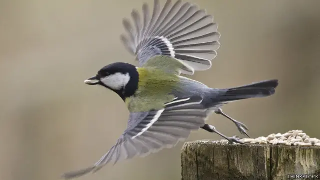 دہلی ہائی کورٹ کا کہنا ہے کہ پرواز کرنا پرندوں کا بنیادی حق ہے